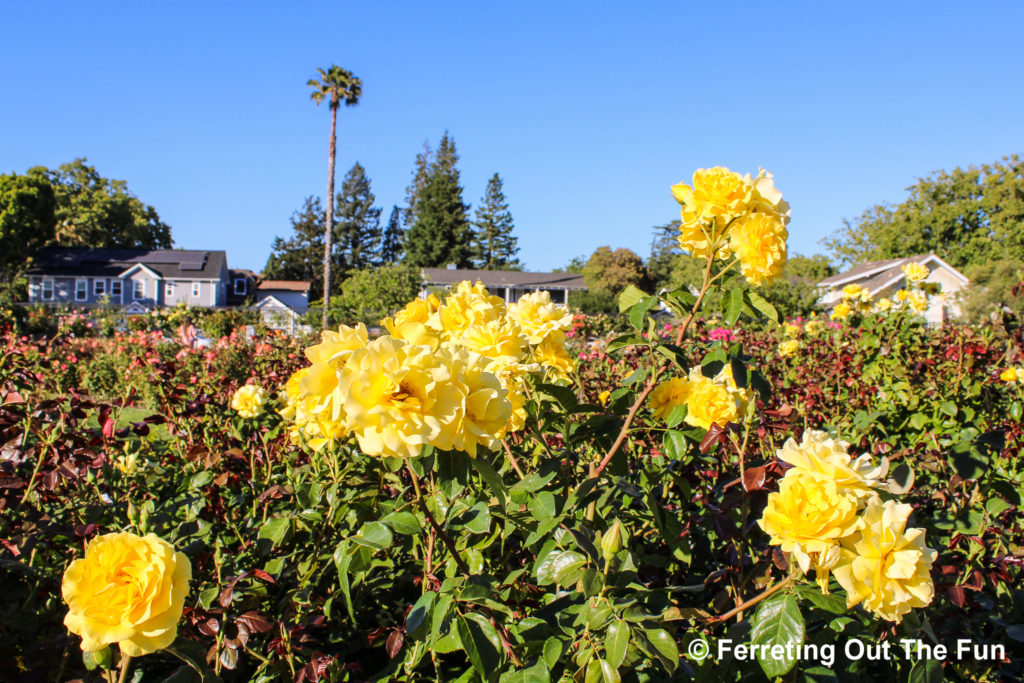 San Jose Rose Garden