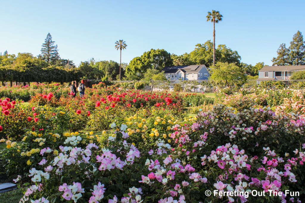 San Jose Rose Garden