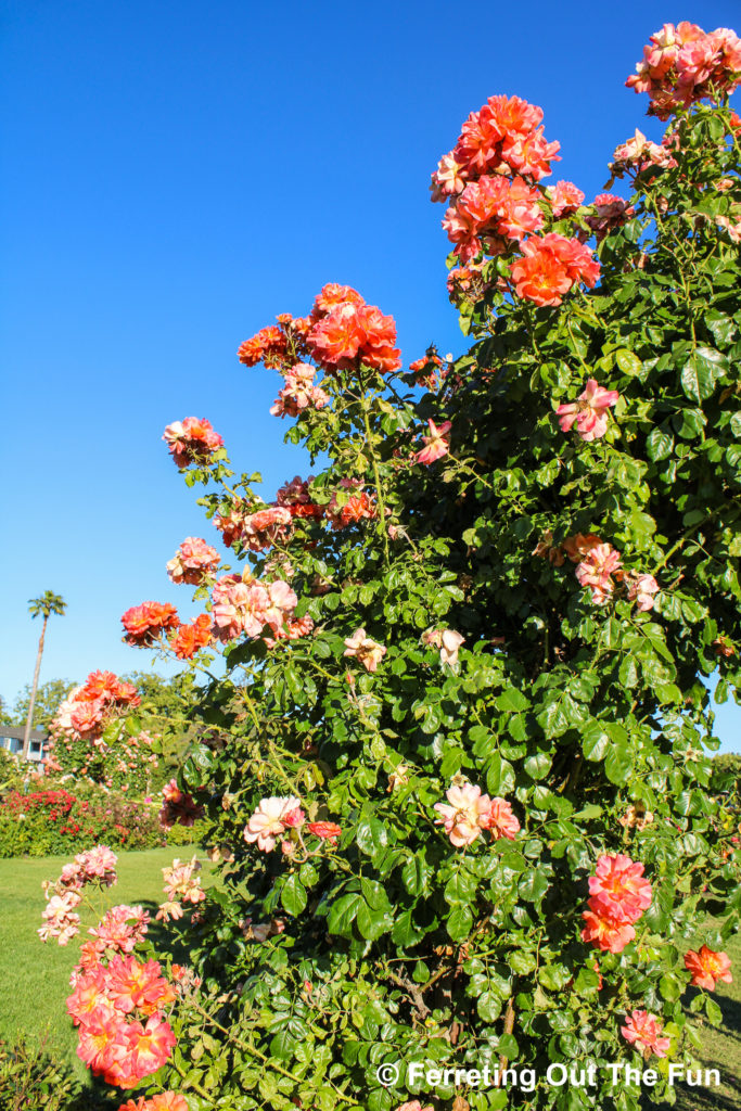 Beautiful blooms at the San Jose Municipal Rose Garden in California