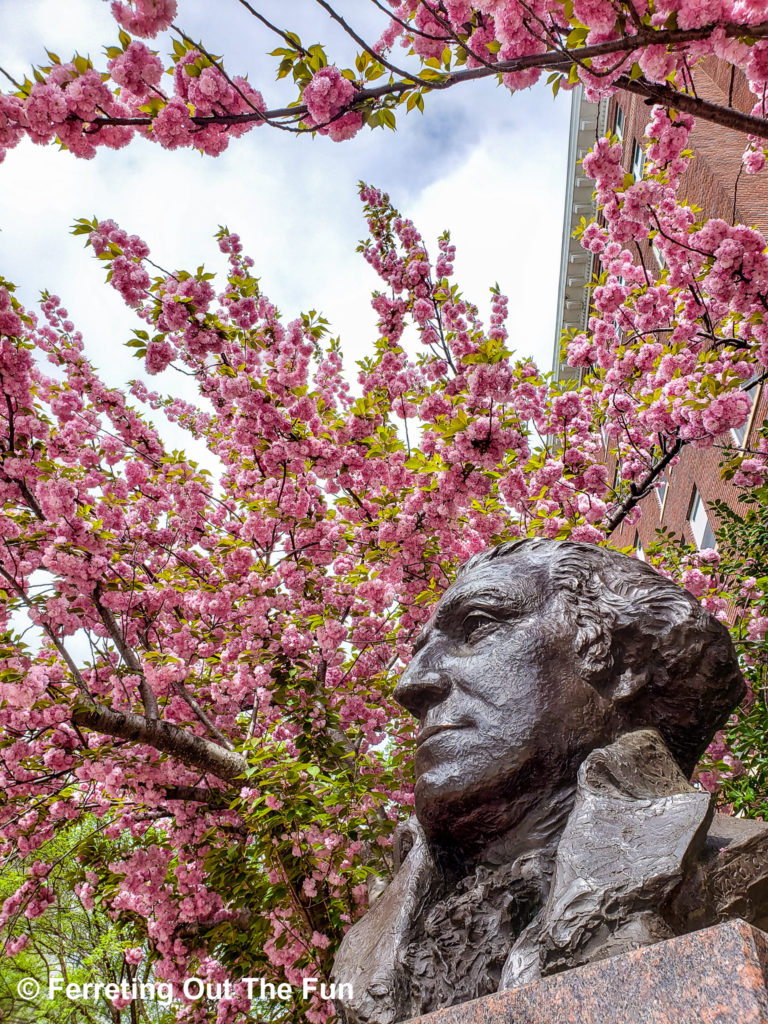 George Washington University cherry trees