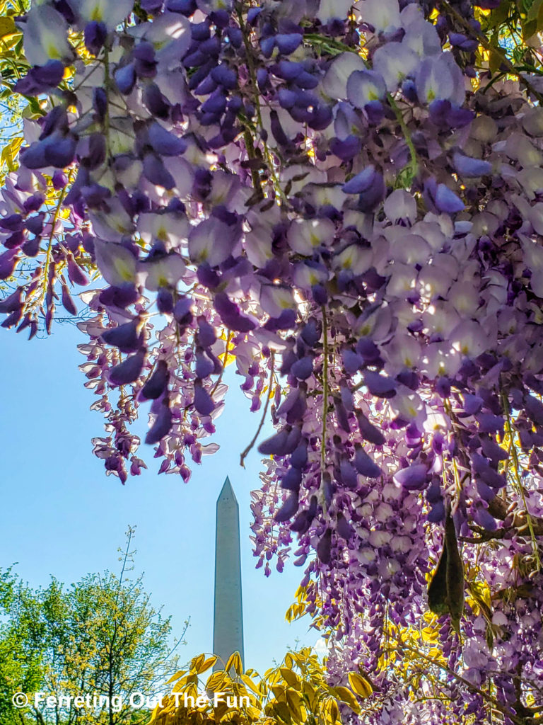 Washington DC wisteria blossoms