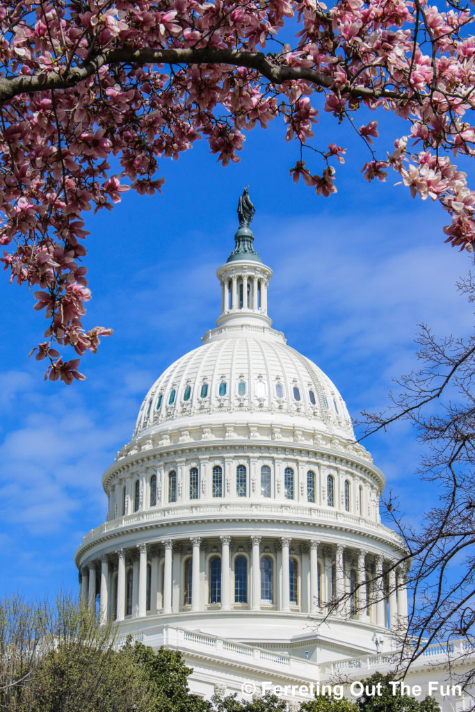 The United States Capitol Building framed by magnolia blossoms