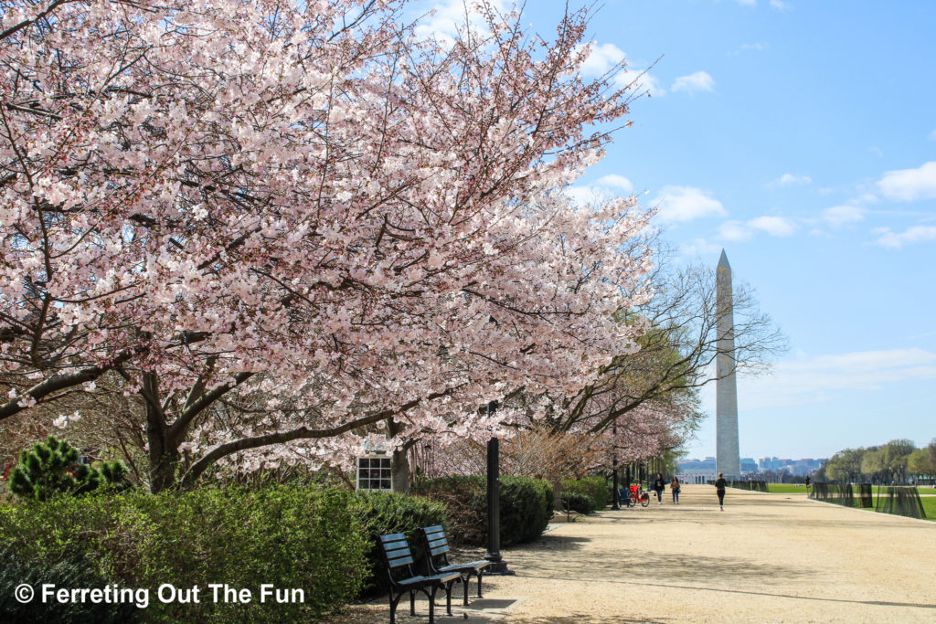 Washington National Mall cherry blossoms