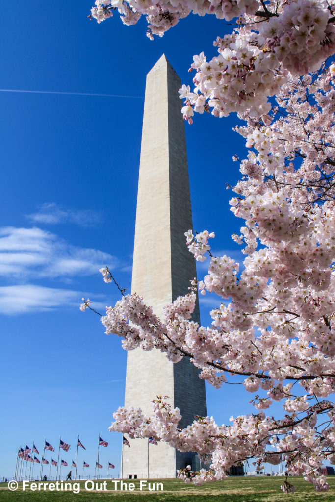 Washington DC Cherry Blossoms