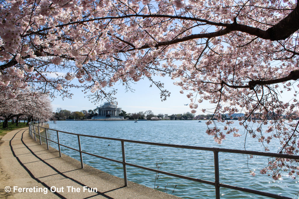 From the blue of the Tidal Basin water to the pink of a blooming