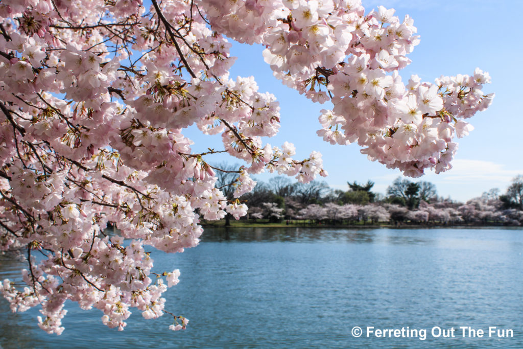 DC Tidal Basin cherry blossoms