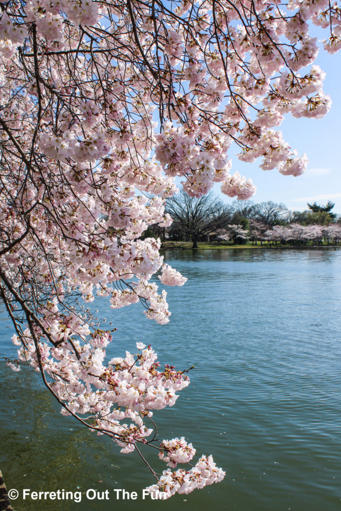 Cherry blossoms around the Tidal Basin in Washington DC
