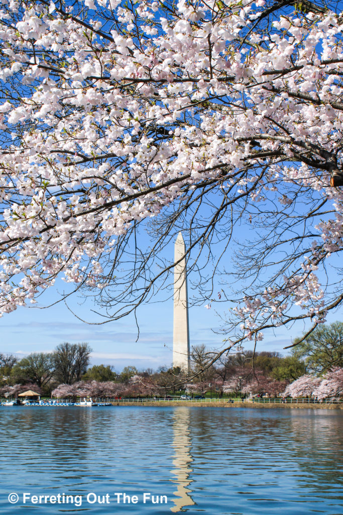 The Washington Monument and Tidal Basin surrounded by cherry blossoms