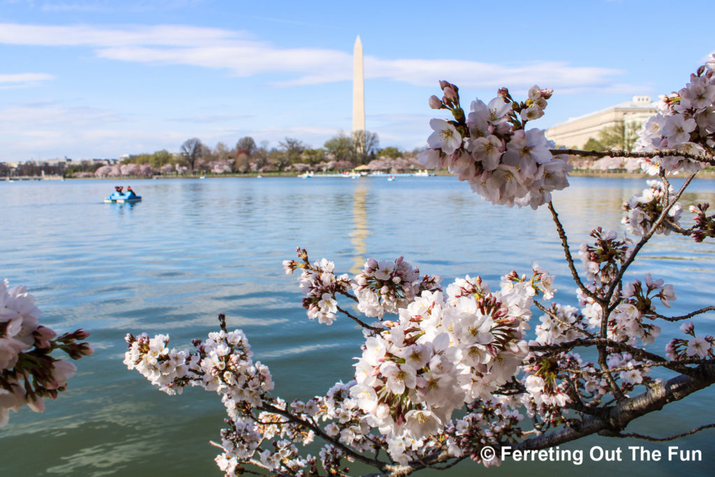 DC Tidal Basin cherry blossoms