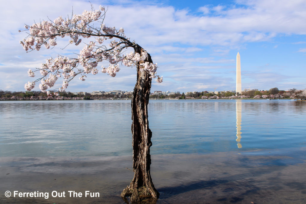 DC cherry tree