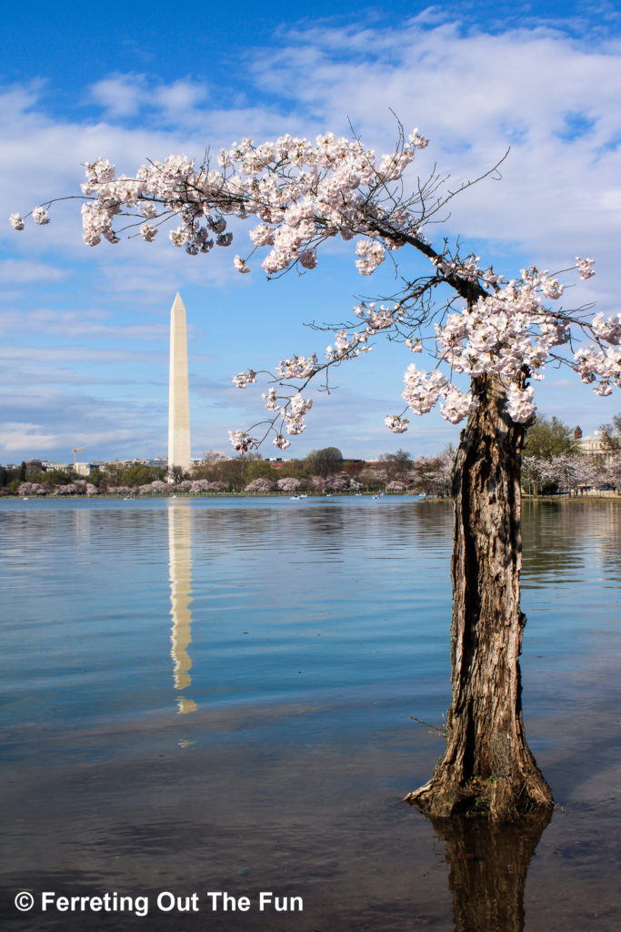 A scraggly cherry tree and the Washington Monument at high tide