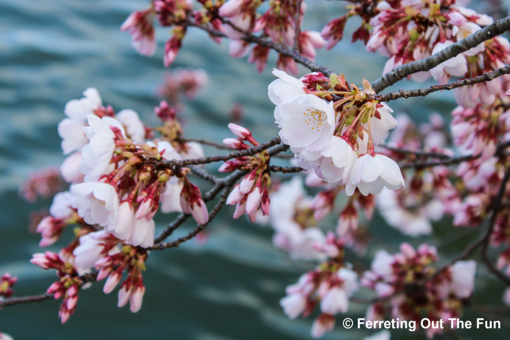 Sakura blossoms