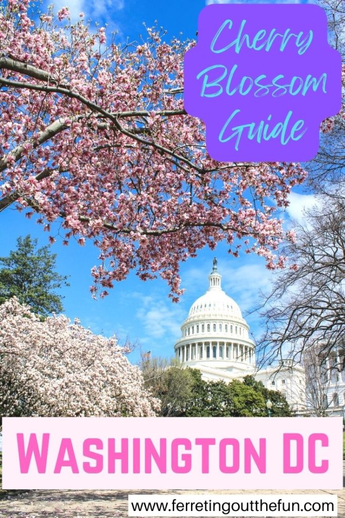 The ultimate Washington DC spring blossoms guide - where to see cherry blossoms, magnolias, tulips, and more!