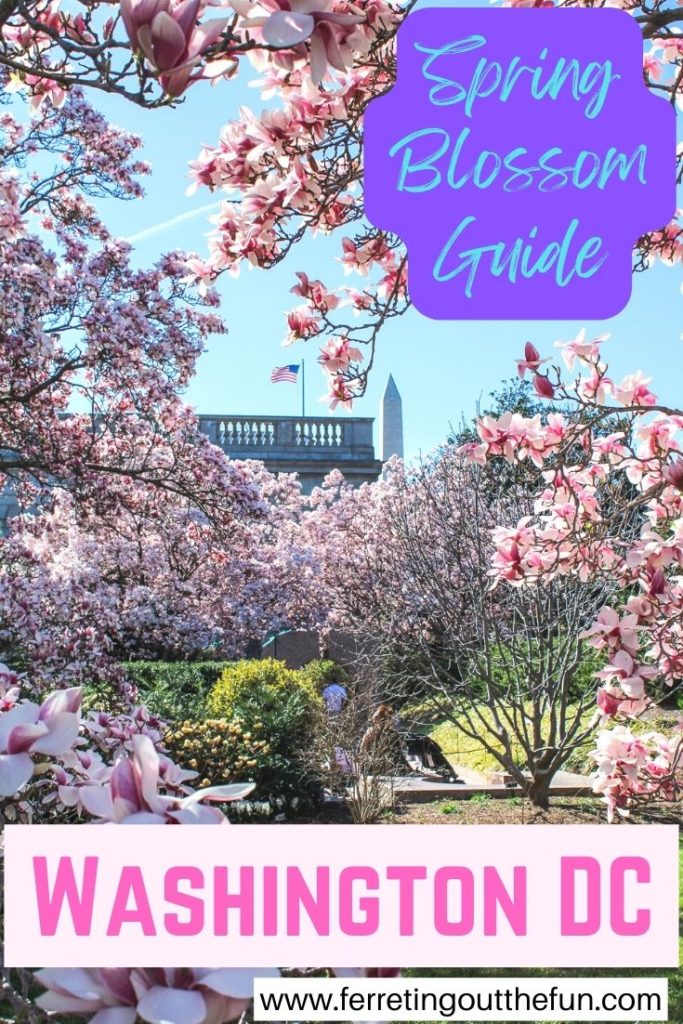 Washington DC Spring Blossoms Guide