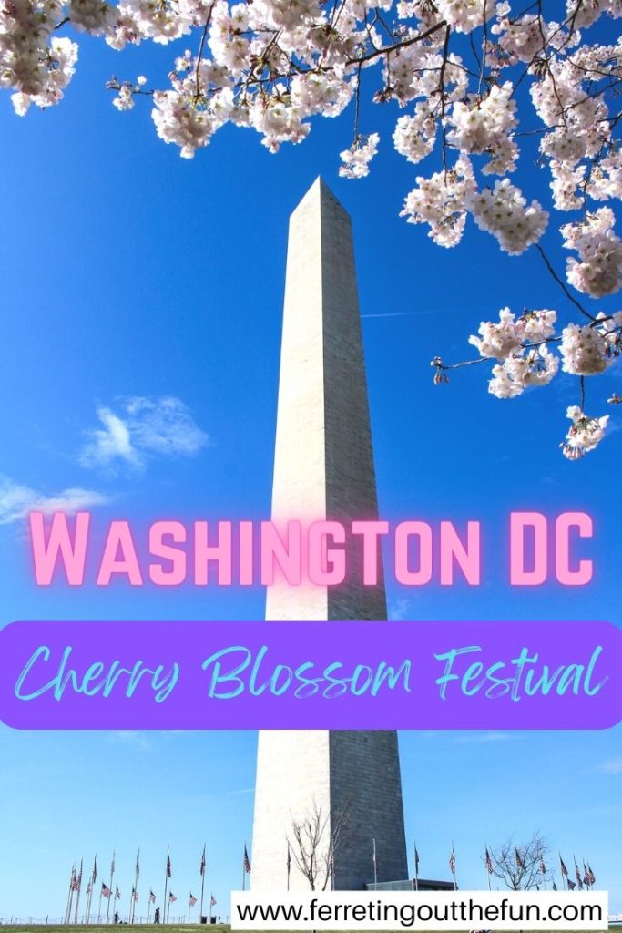 A detailed guide for the National Cherry Blossom Festival in Washington DC