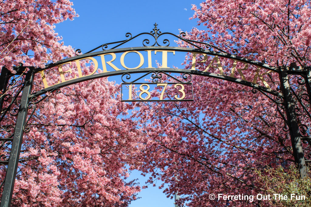 LeDroit Park cherry blossoms