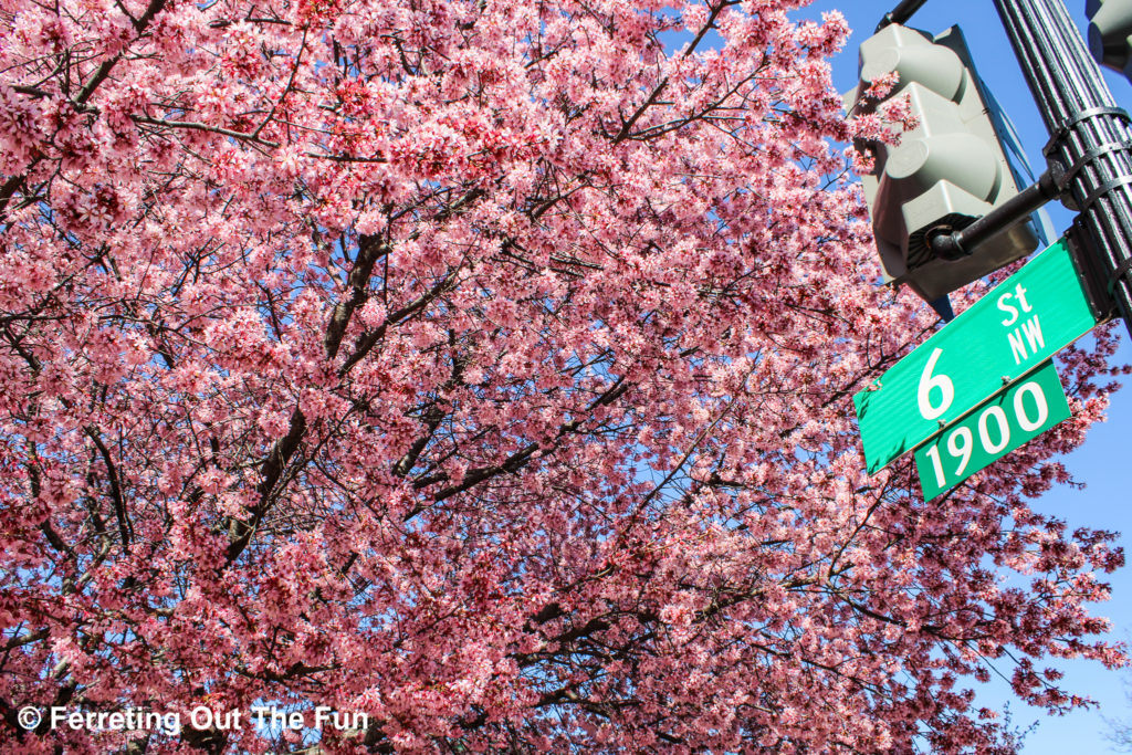 Ledroit Park cherry blossoms