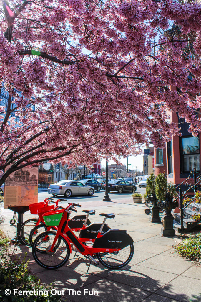 LeDroit Park is a historically Black neighborhood in DC and a great place to enjoy the cherry blossoms