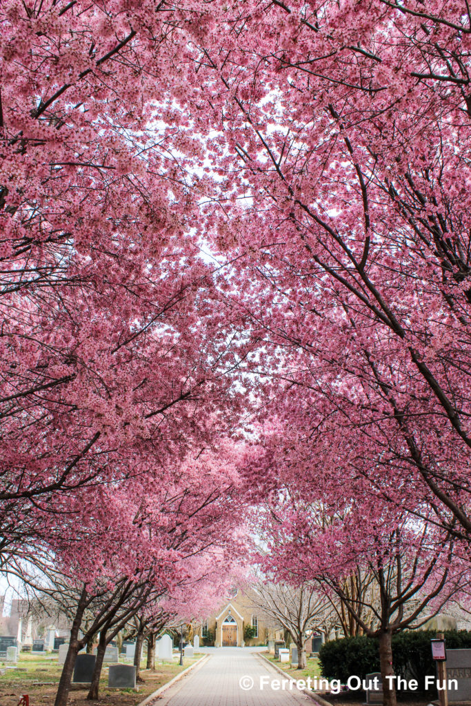 The Congressional Cemetery is one of the best places to see cherry blossoms in Washington DC