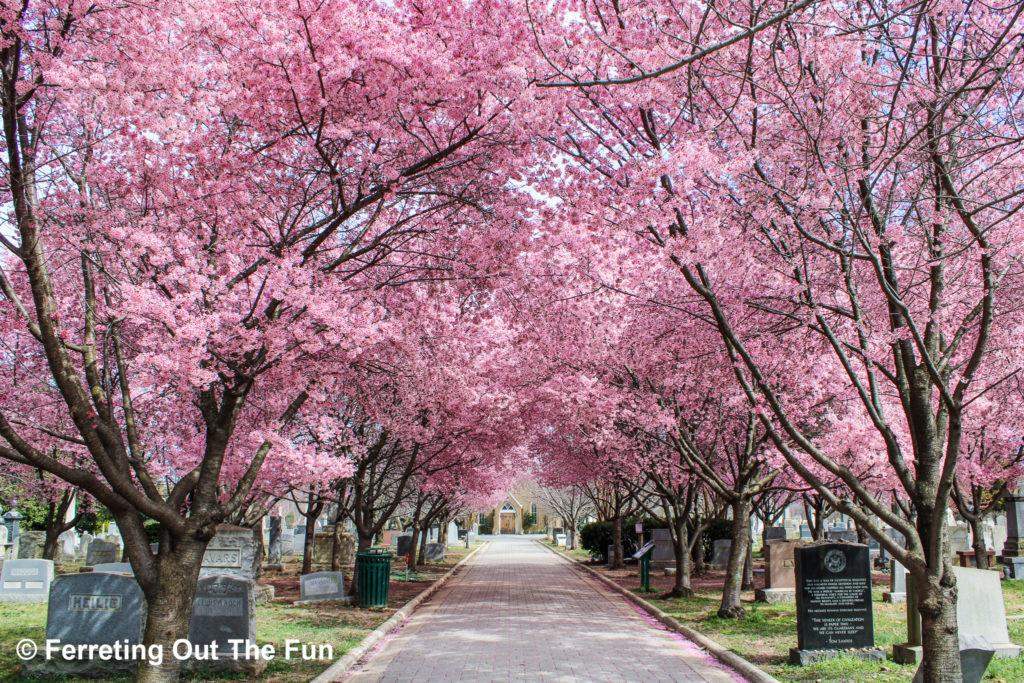 Congressional Cemetery cherry blossoms