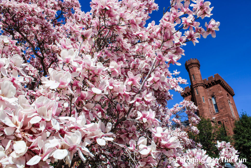Smithsonian magnolia blossoms