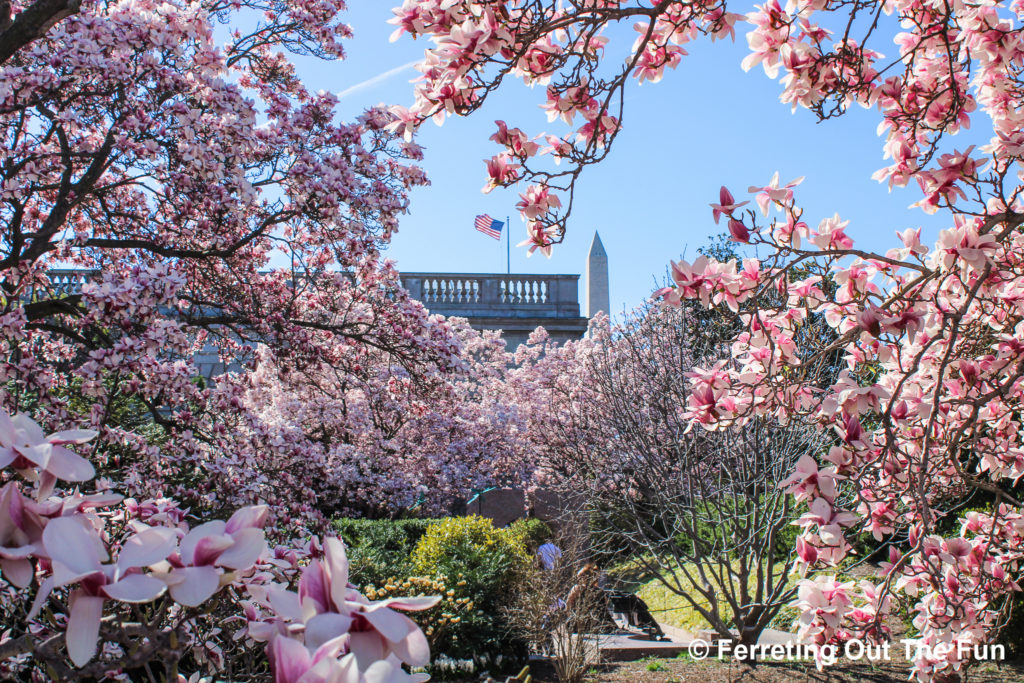 Enid A Haupt Garden magnolias