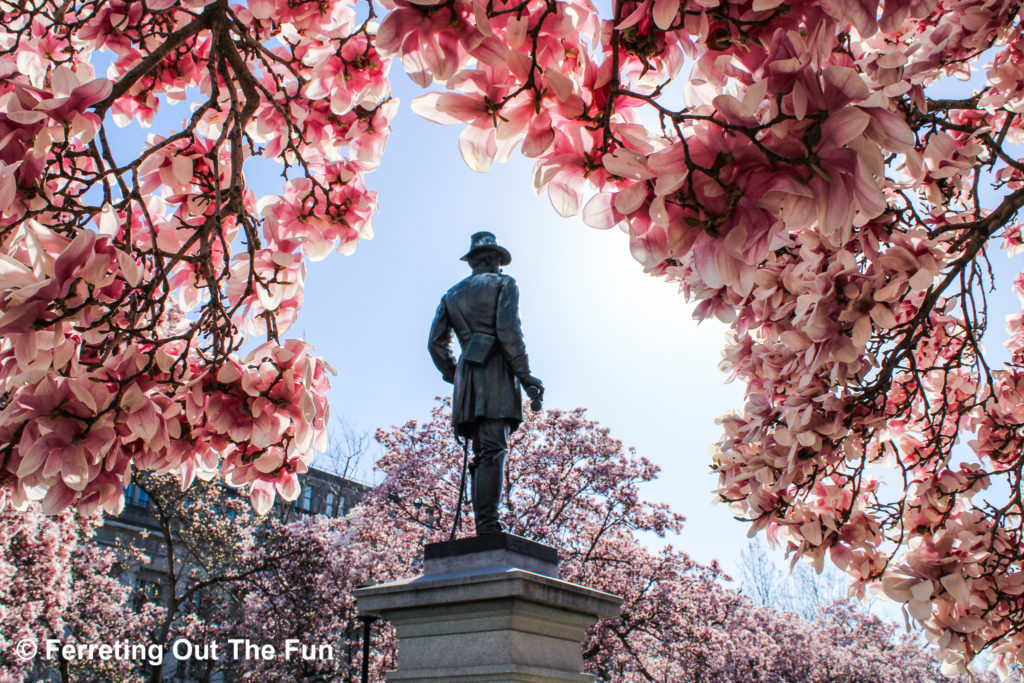 Rawlins Park magnolia blossoms