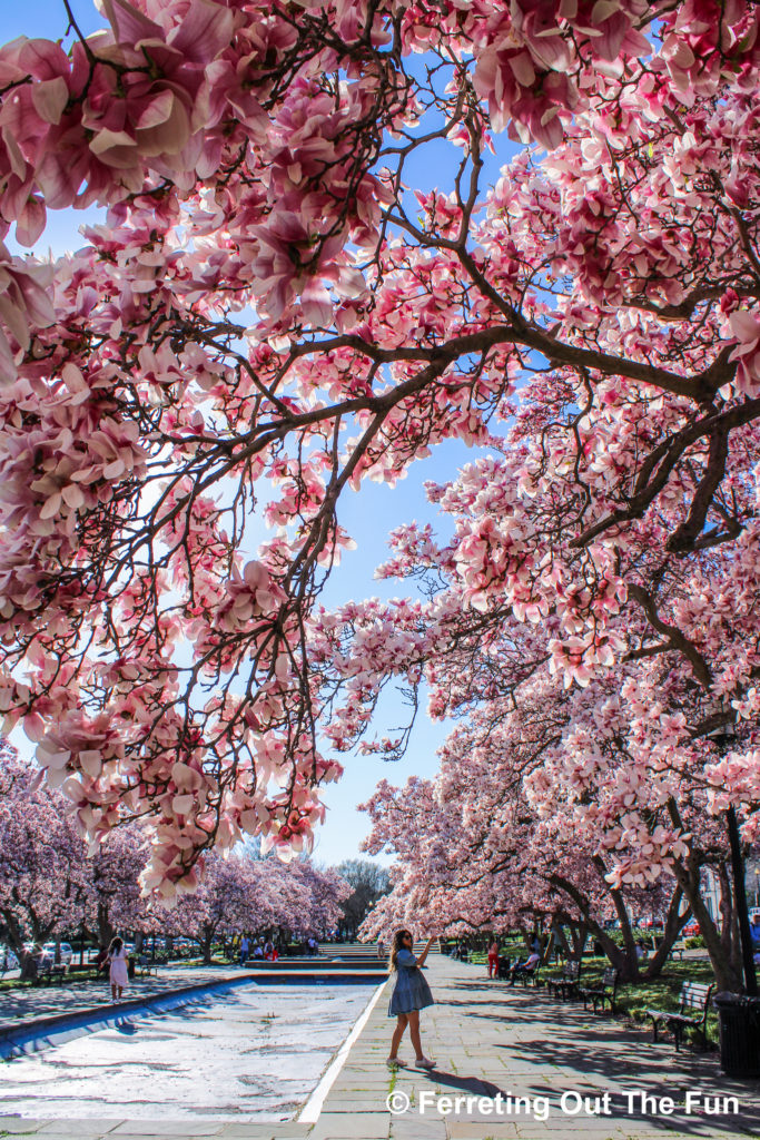 Rawlins Park is a secret spot to enjoy magnolia blossoms in DC