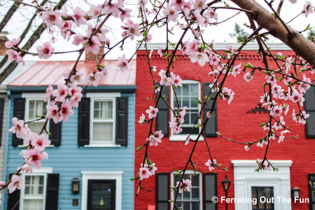 Georgetown cherry blossoms