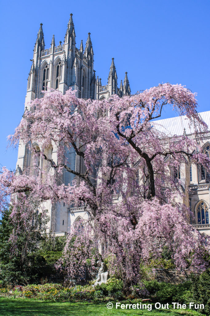 A pretty pink weeping cherry blossom tree in the Bishop's Garden of Washington National Cathedral
