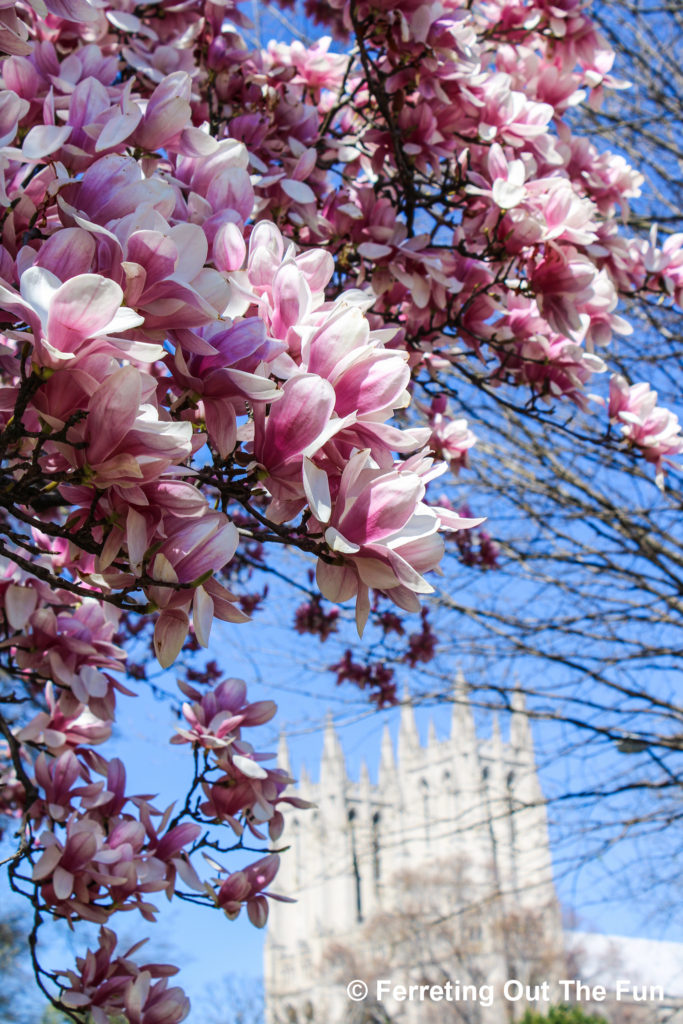 Pink saucer magnolias frame Washington National Cathedral in DC