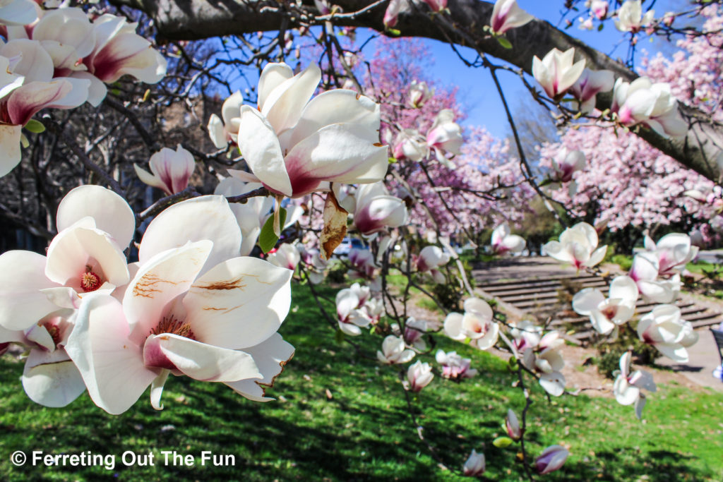 DC magnolia blossoms