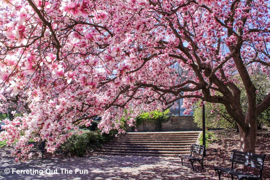 DC Bryce Park magnolias