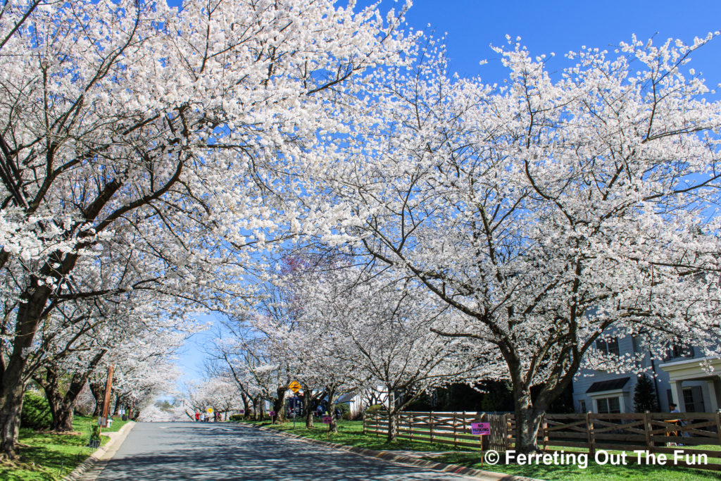 Kenwood MD cherry blossoms