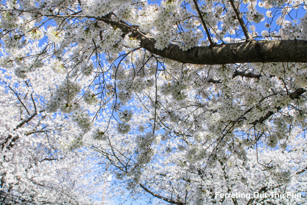 Kenwood MD cherry blossoms