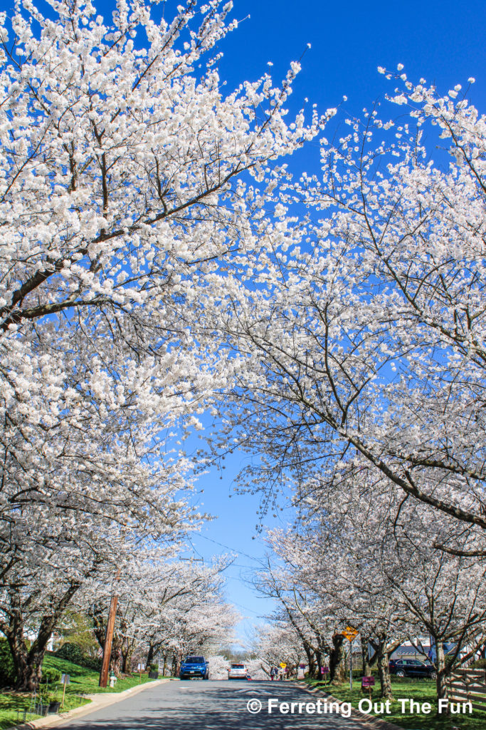 Kenwood, Maryland is one of the best spots for viewing cherry blossoms in the DC area