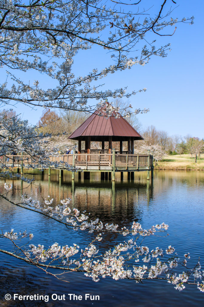 Cherry blossoms surround a pagoda at Meadowlark Botanical Gardens in Virginia