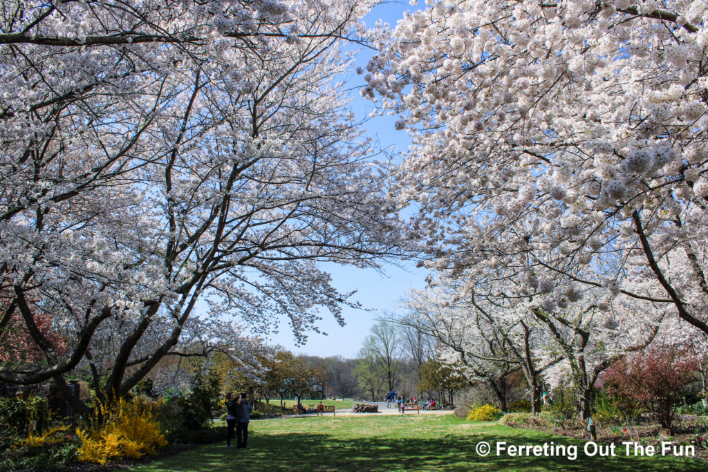 Meadowlark Botanical Gardens cherry blossoms