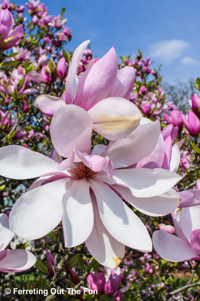 The National Arboretum Magnolia Collection in full bloom