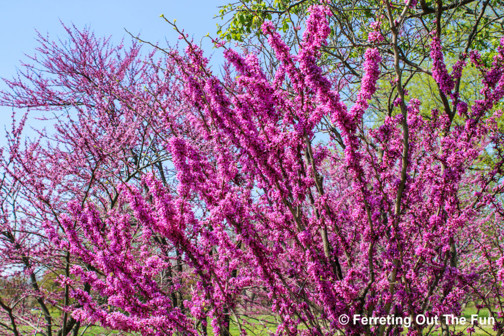 Purple Eastern Redbud blooms