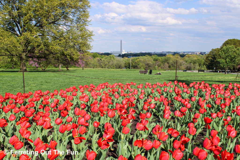 Netherlands Carillon tulips