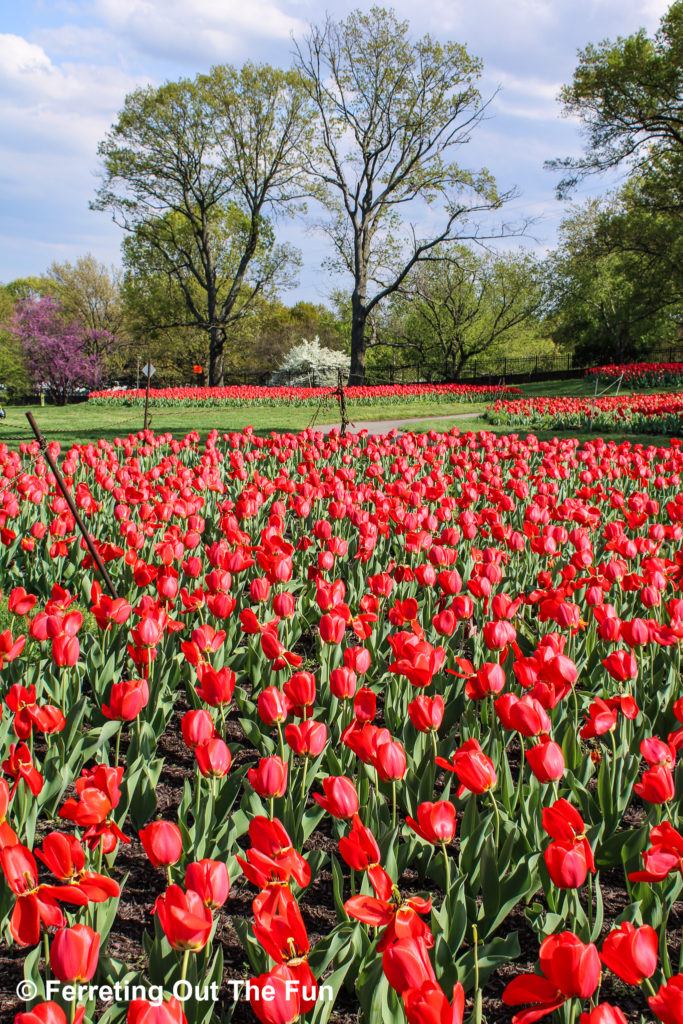 Tulips bloom at the Netherlands Carillon in Arlington, VA