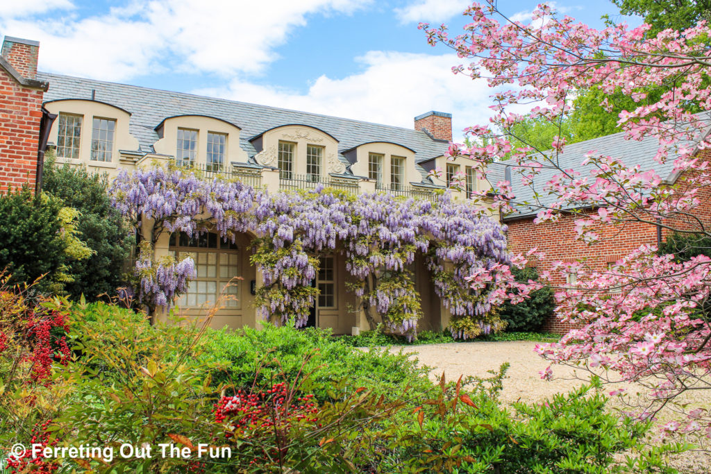 Dumbarton Oaks wisteria