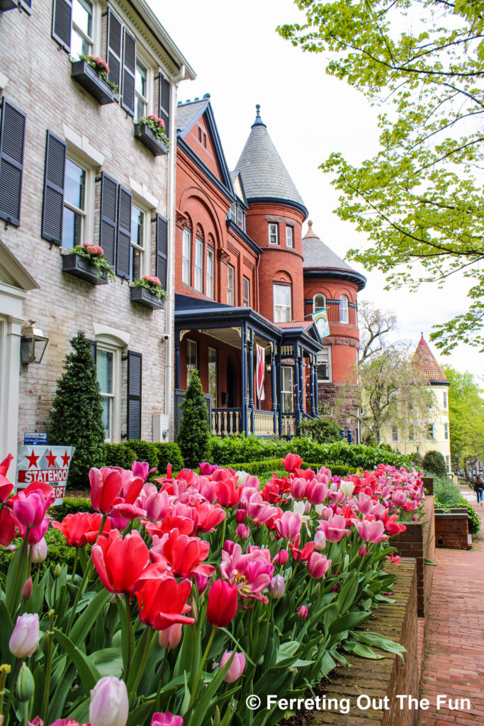 A tulip garden in Georgetown, one of the best places for a spring walk in DC