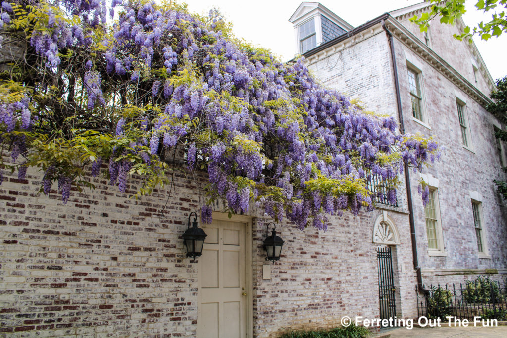 Georgetown wisteria