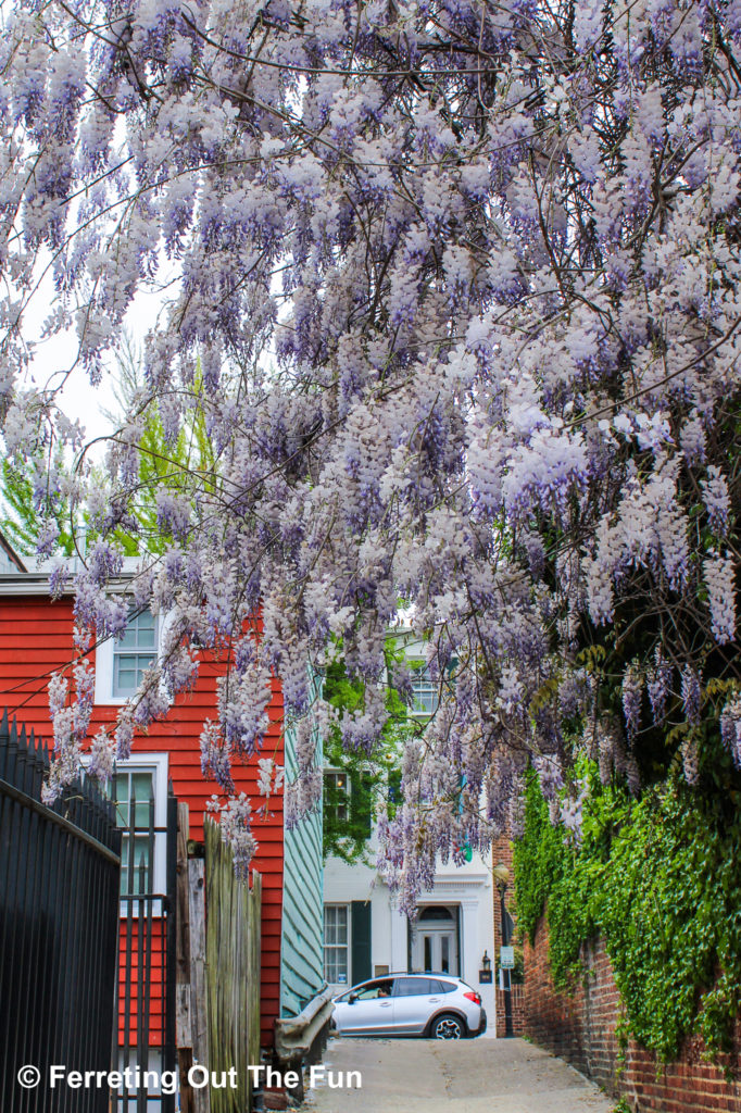 Wisteria blossoms fall over an alleyway in Georgetown, DC