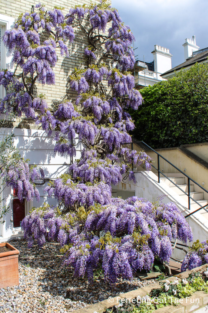 Purple wisteria covers a home in Notting Hill, London