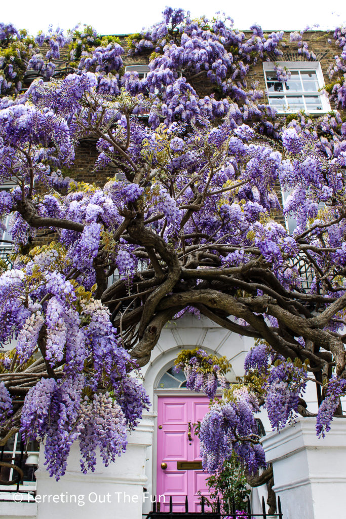 Purple wisteria over a pink door in Notting Hill, London