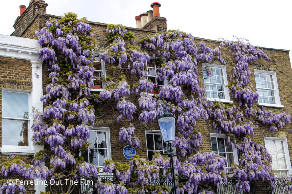 London wisteria