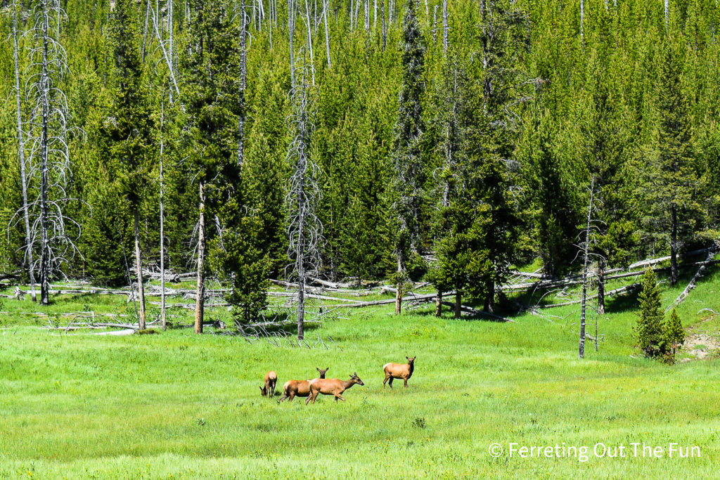 Lamar Valley Elk